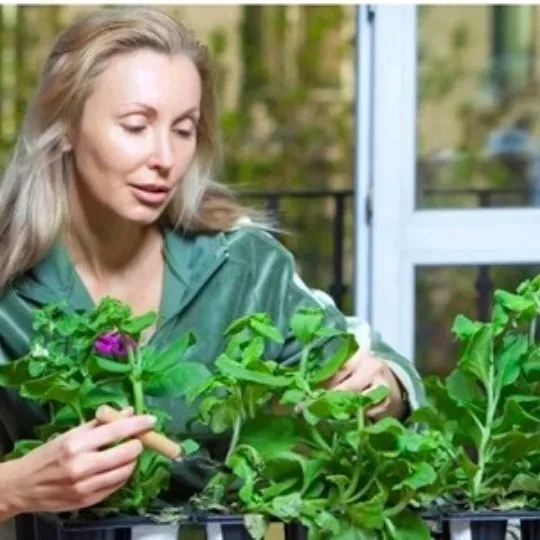 Como conversar com Cristais, Plantas e Animais