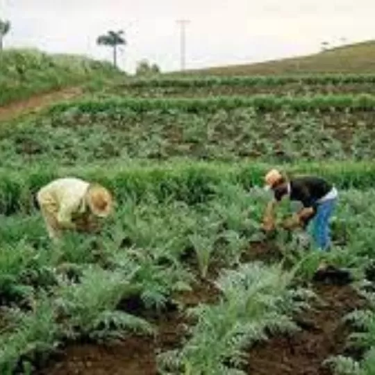 Como Produzir Plantas Medicinais para seu uso e de sua familia