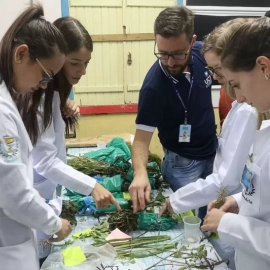 Como as Plantas Medicinais Interagem entre si no Tratamento das Doenças